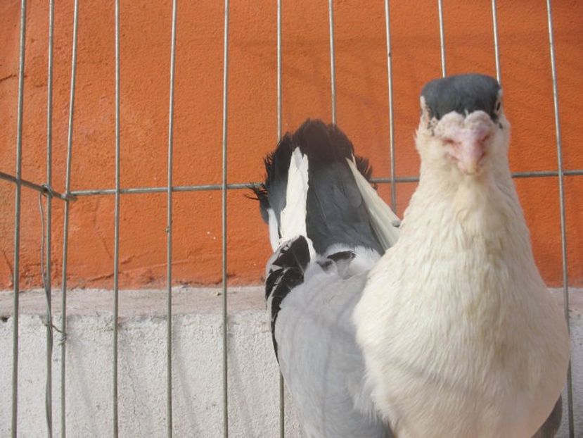  - 3 Galateni masculi