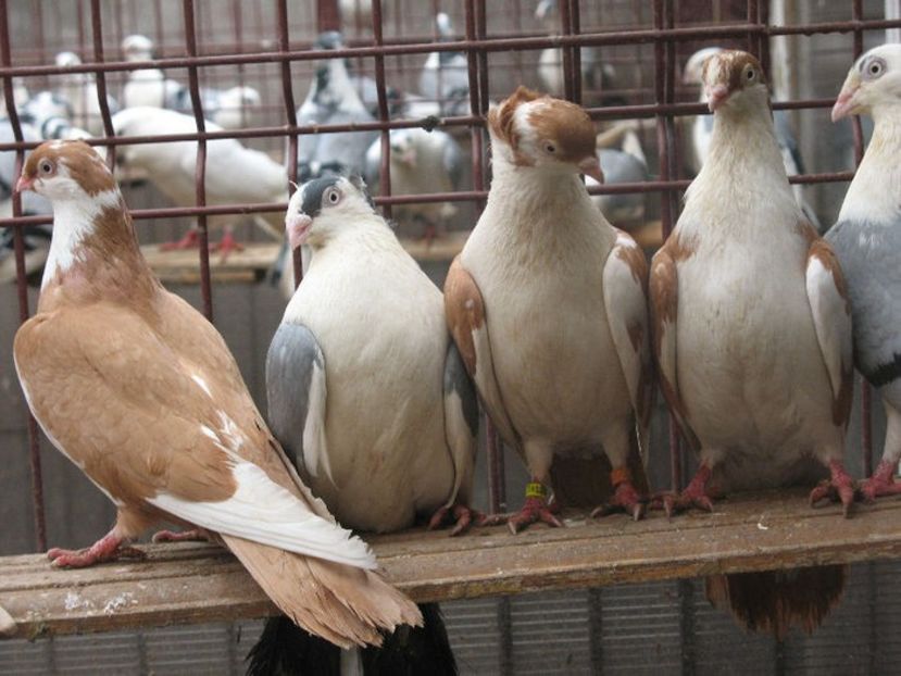  - 6 Galateni pe galben