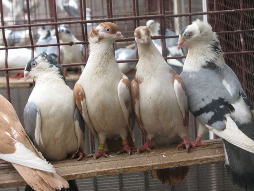  - 6 Galateni pe galben