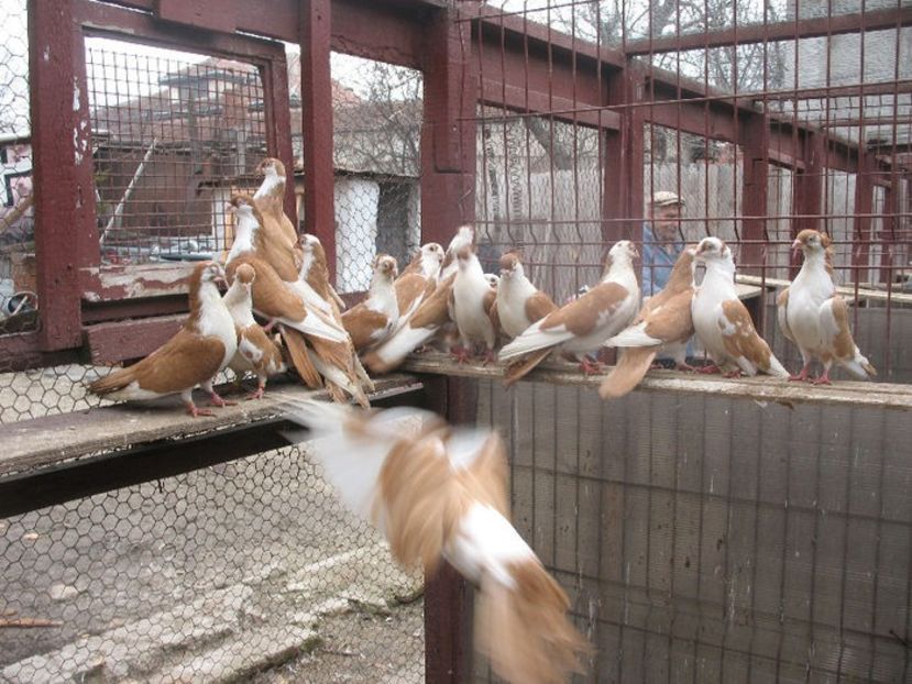  - 6 Galateni pe galben