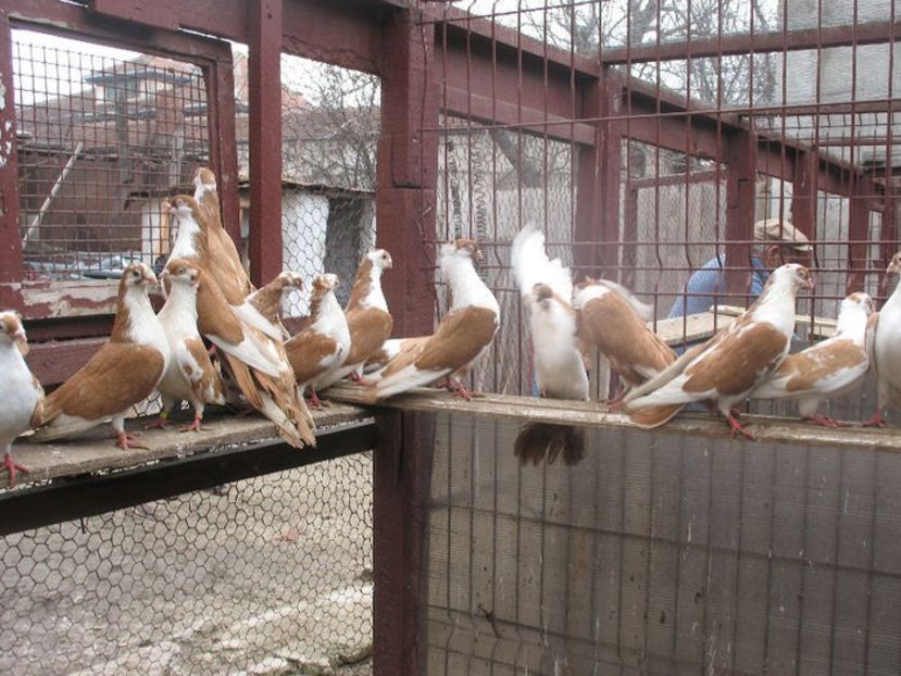  - 6 Galateni pe galben