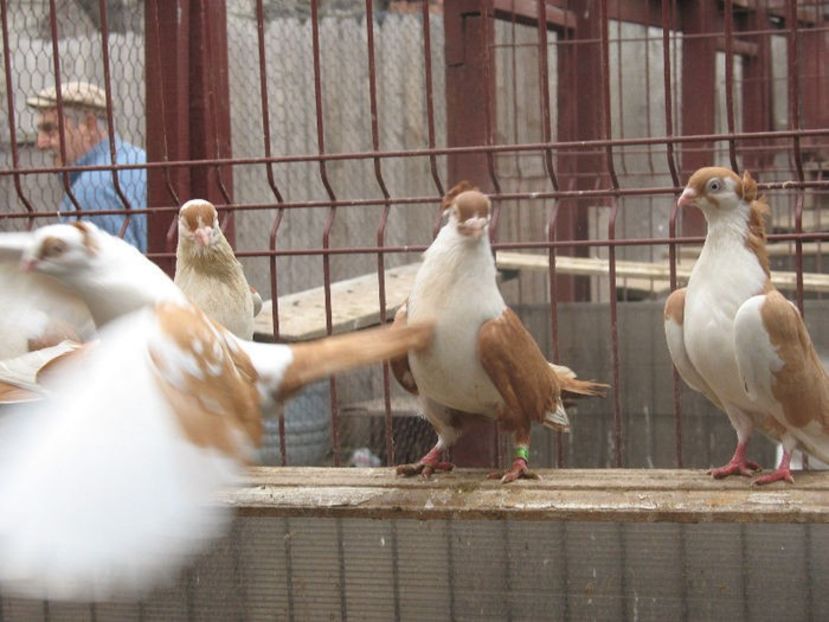  - 6 Galateni pe galben