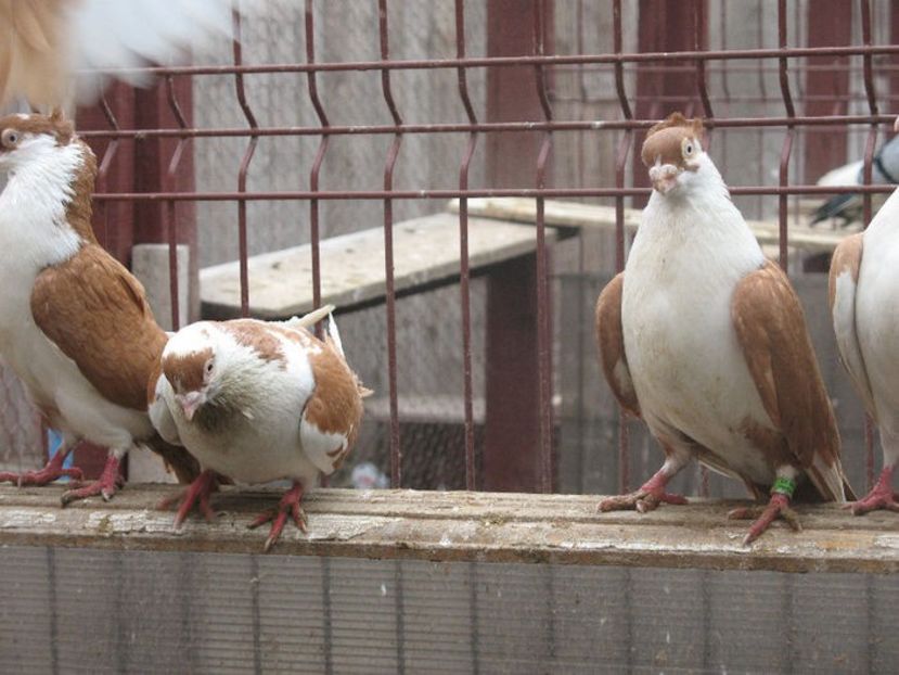  - 6 Galateni pe galben