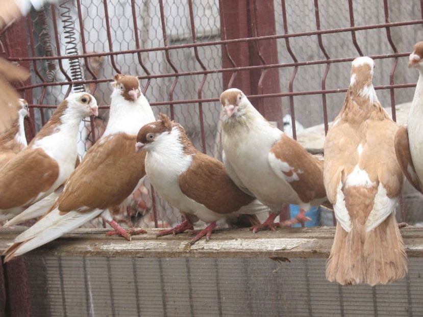  - 6 Galateni pe galben