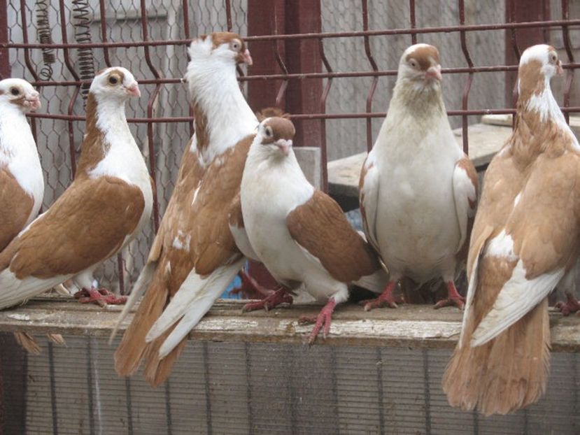  - 6 Galateni pe galben