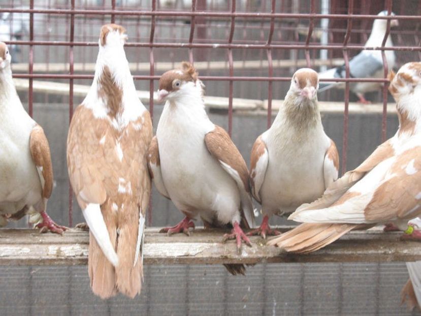  - 6 Galateni pe galben