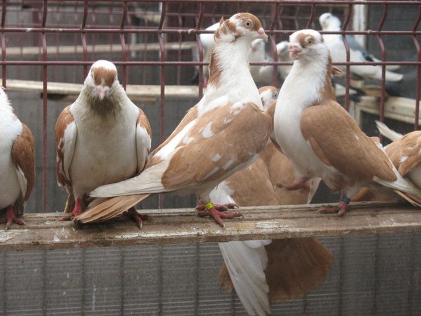  - 6 Galateni pe galben