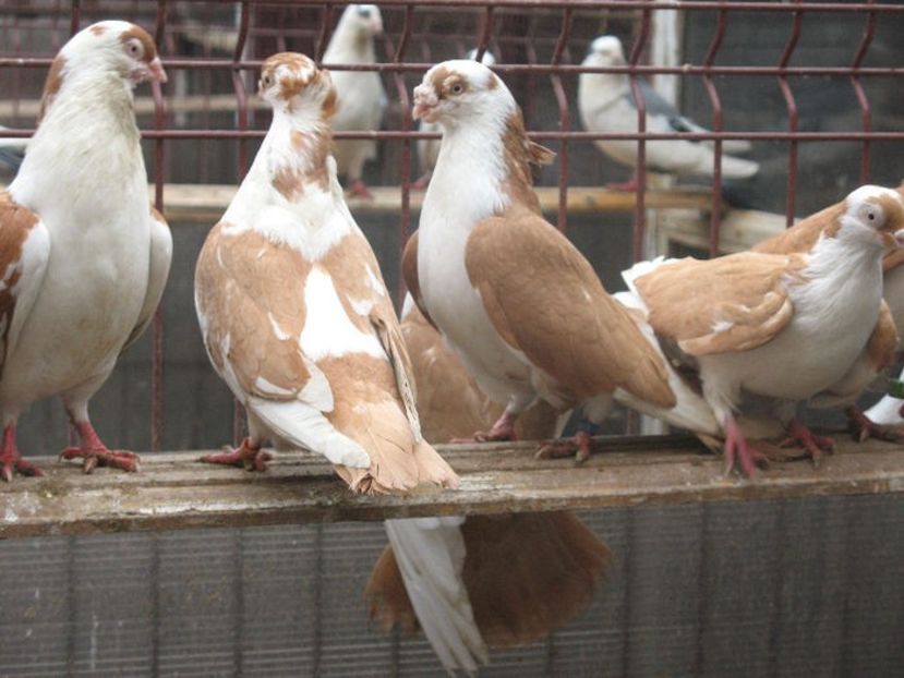  - 6 Galateni pe galben