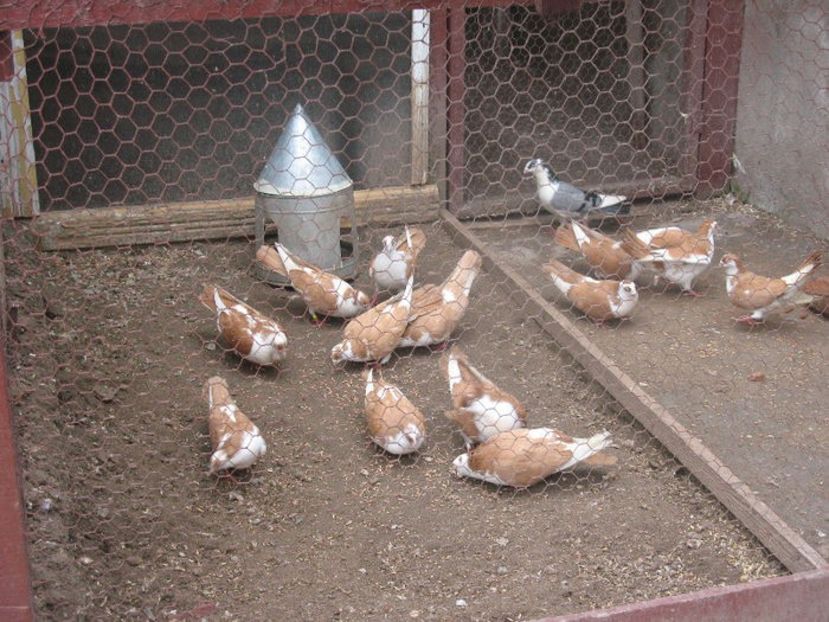  - 6 Galateni pe galben