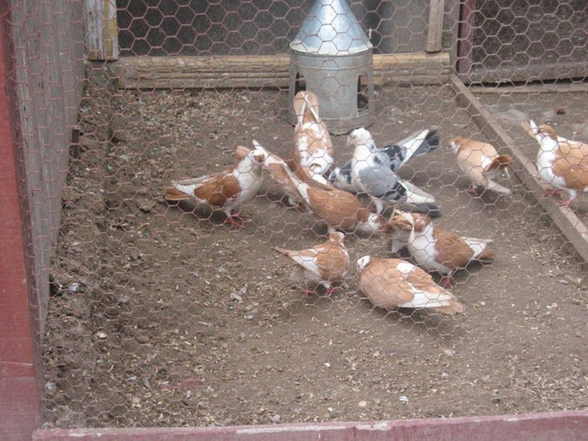  - 6 Galateni pe galben