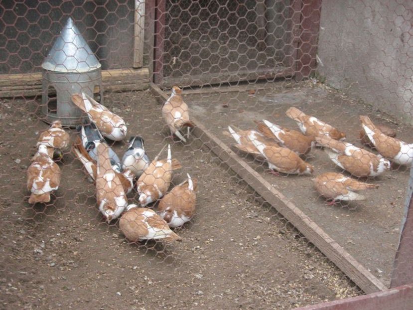  - 6 Galateni pe galben