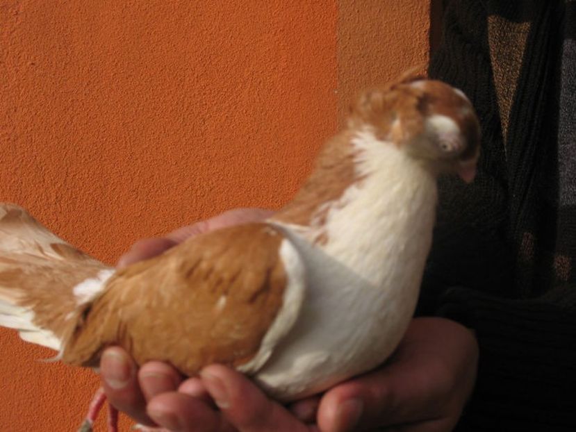  - 6 Galateni pe galben