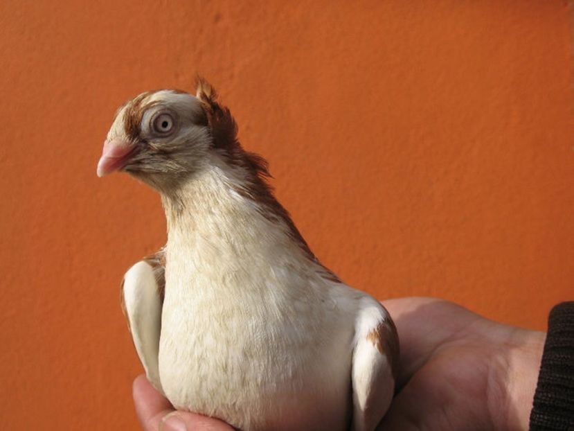  - 6 Galateni pe galben