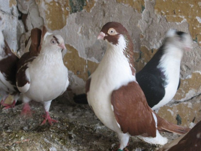  - 7 Galateni pe rosu si pe negru