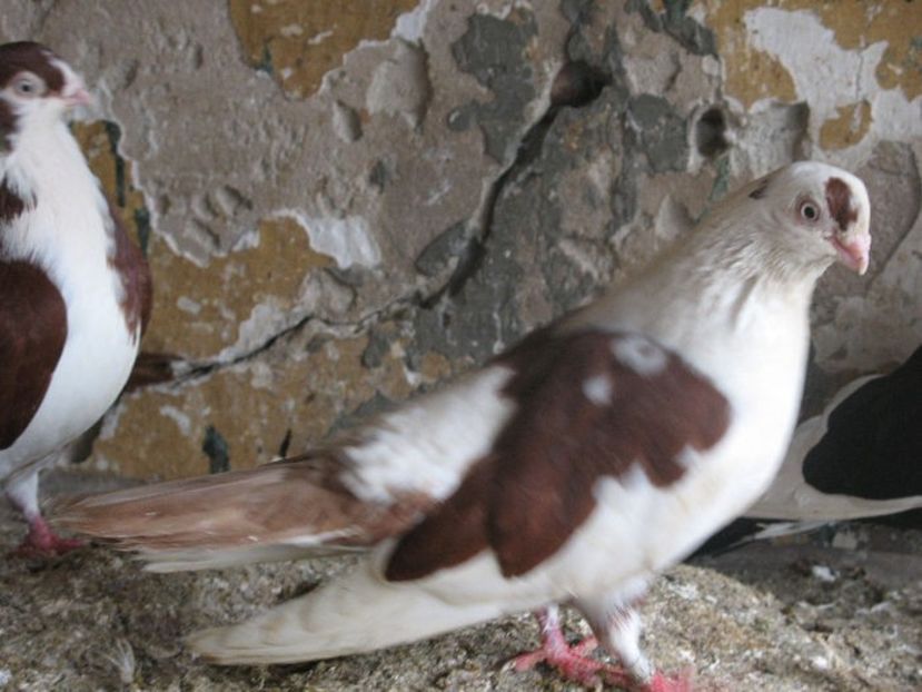  - 7 Galateni pe rosu si pe negru