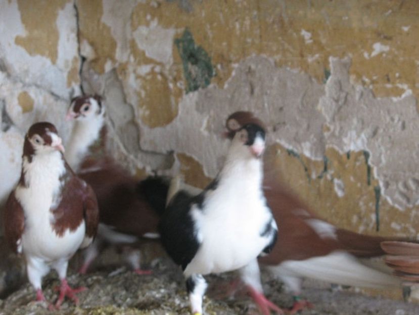  - 7 Galateni pe rosu si pe negru