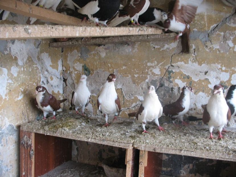  - 7 Galateni pe rosu si pe negru