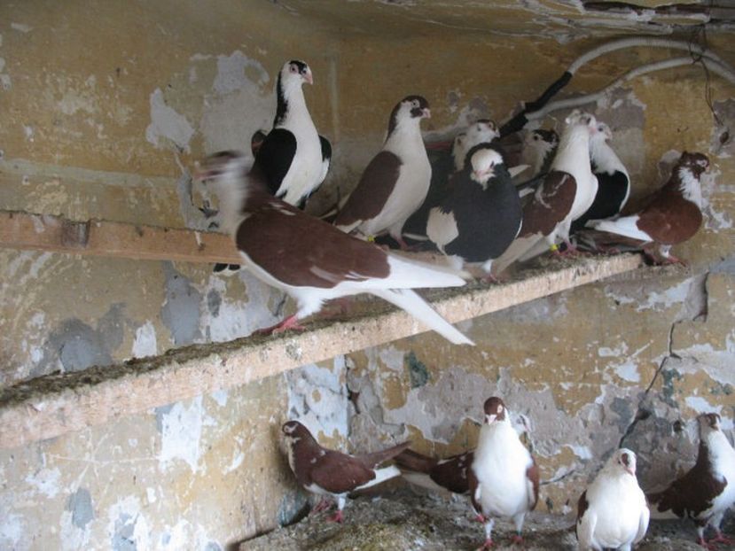  - 7 Galateni pe rosu si pe negru