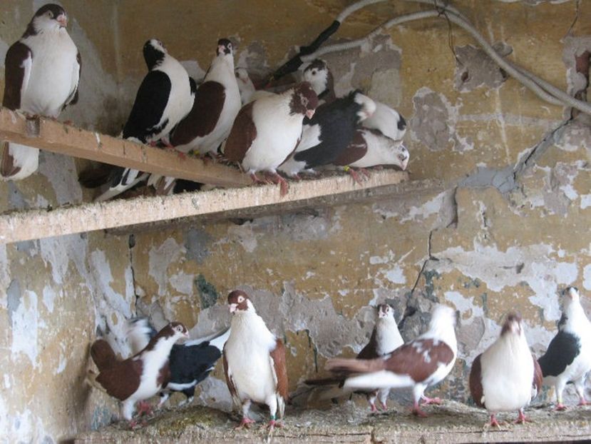  - 7 Galateni pe rosu si pe negru