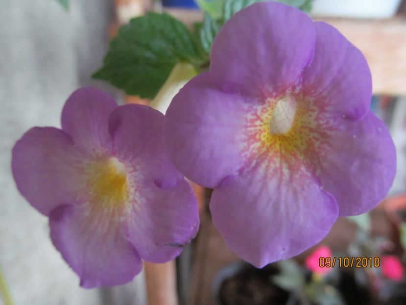  - ACHIMENES 2020 - VANZARI HIBRIZI