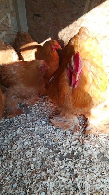  - Cochinchina uriaș galben 2019 FAM 2