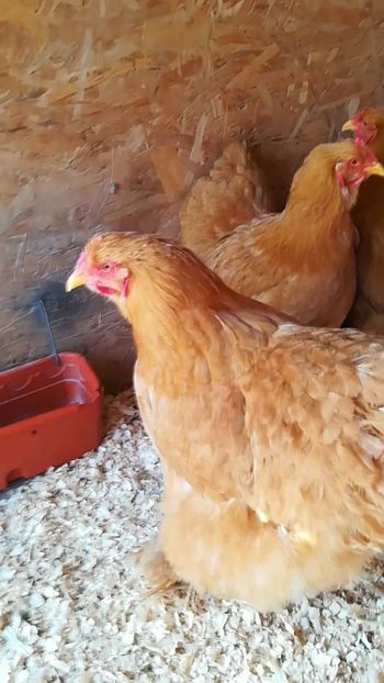  - Cochinchina uriaș galben 2019 FAM 2