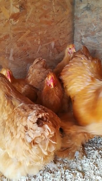  - Cochinchina uriaș galben 2019 FAM 2