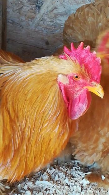  - Cochinchina uriaș galben 2019 FAM 2