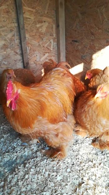  - Cochinchina uriaș galben 2019 FAM 2