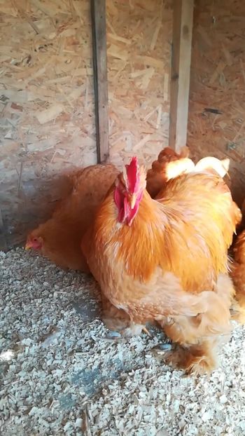  - Cochinchina uriaș galben 2019 FAM 2