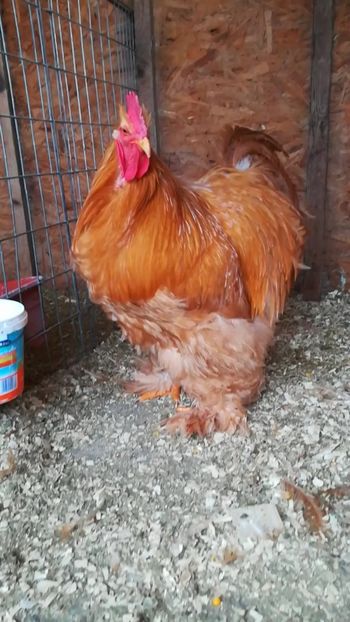 Rezerva - Cocos cochi galben de rezerva