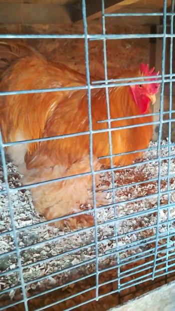 Rezerva - Cocos cochi galben de rezerva