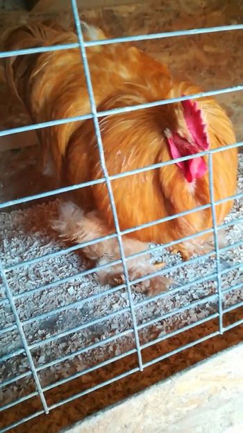 Rezerva - Cocos cochi galben de rezerva