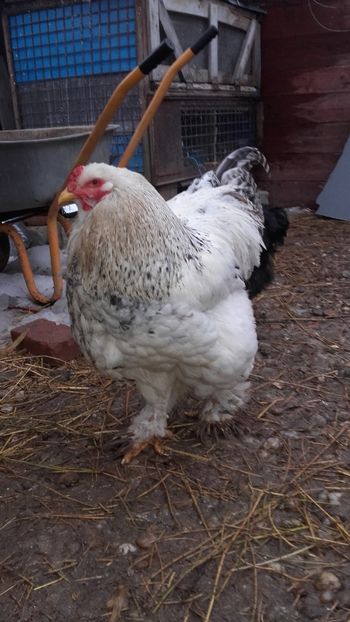  - Cocos brahma herminat deschis