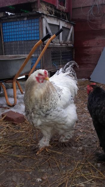  - Cocos brahma herminat deschis