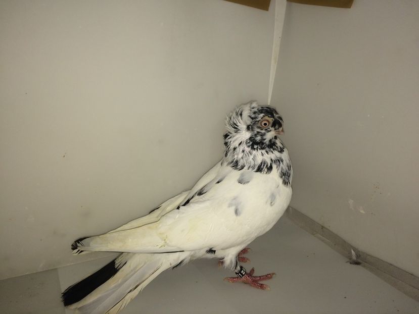 12121  femelă  ochioasa  2016 - Plecați ALBUM 3