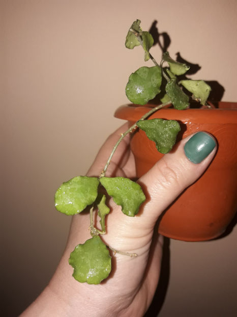  - hoya Kanyakumariana