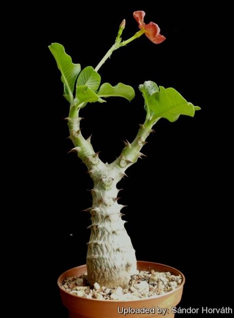 Pachypodium baronii ssp. windsorii - achizitionata - Whish list pentru viata urmatoare1