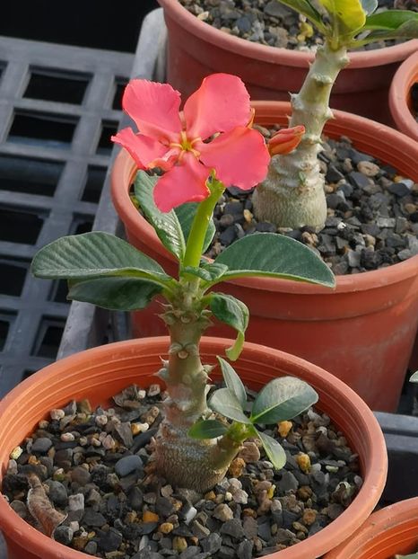 Pachypodium baronii ssp. windsorii - achizitionata - Whish list pentru viata urmatoare1