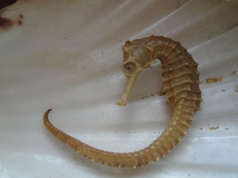 Dor de mare - v Iarna 2019-2020