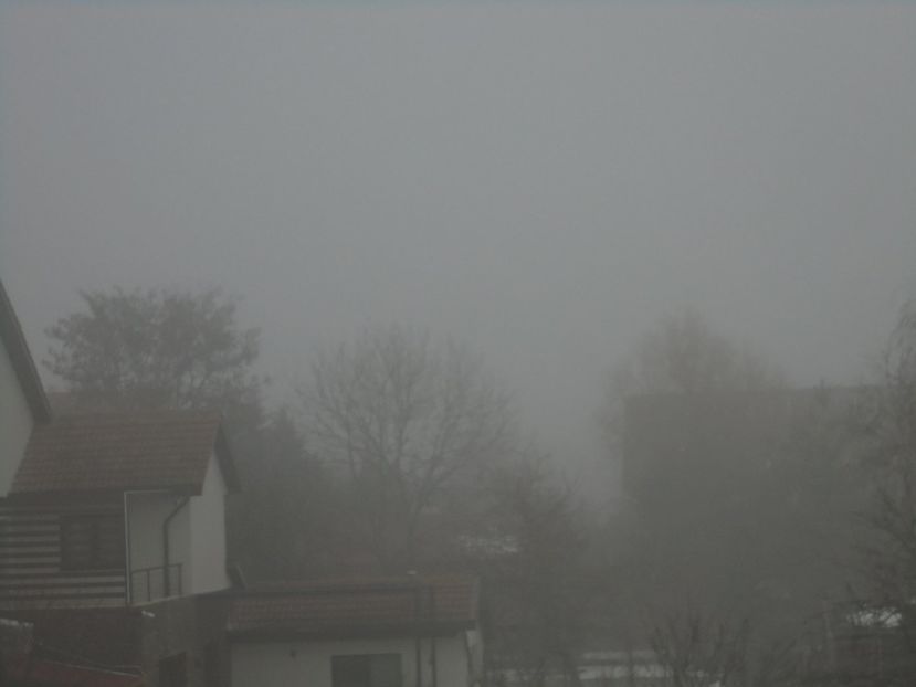 Ceata deasa - v Iarna 2019-2020