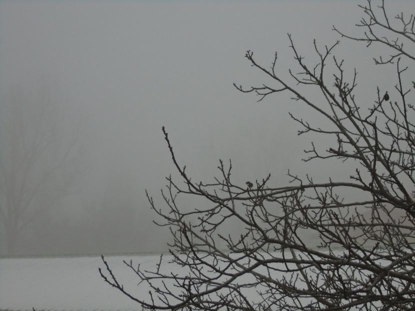 Ceata deasa - v Iarna 2019-2020