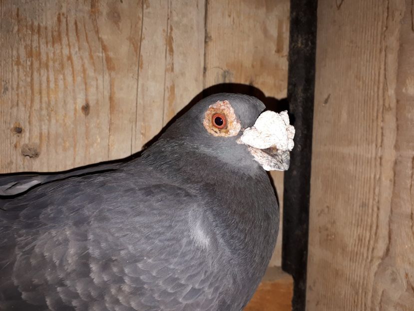 M vîndut - H3 _ tineret 2018