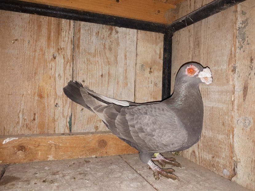  - I _ carunculați 2019