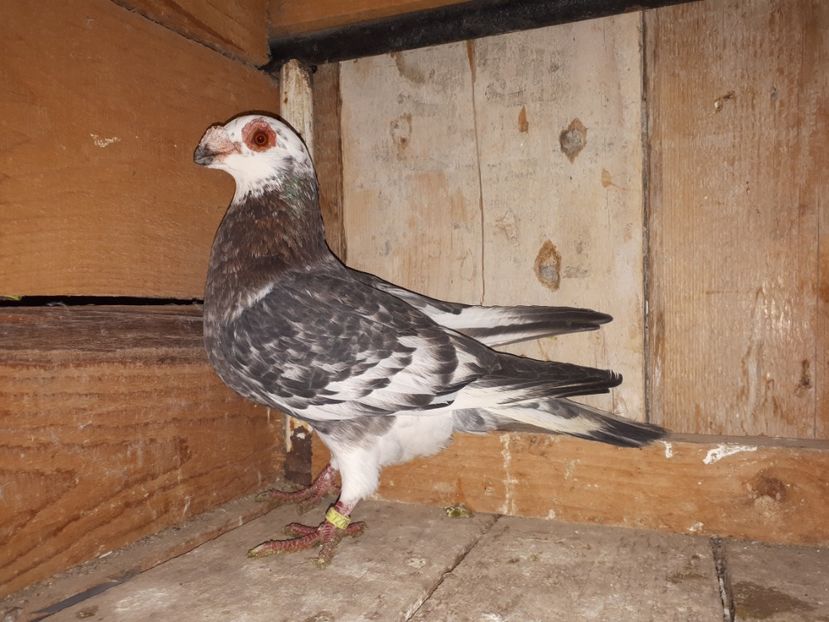  - I _ carunculați 2019