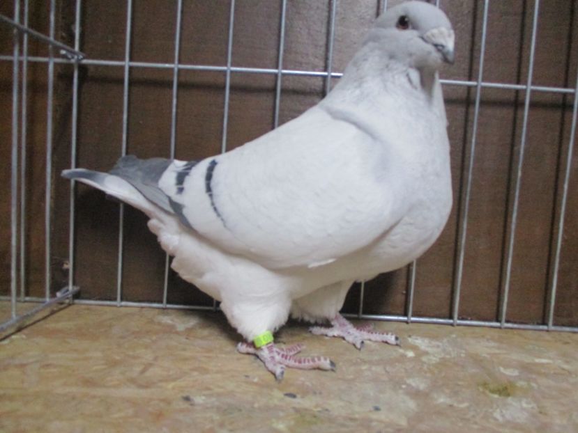 6869-17 - Femele 2019