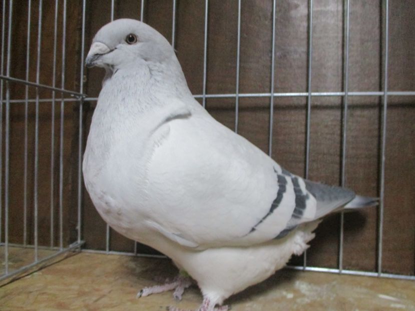 6893-17 - Femele 2019