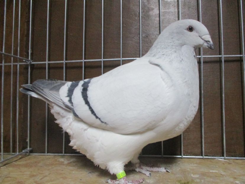 4395-17 - Femele 2019