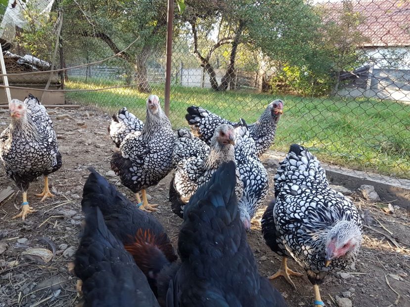  - Wyandotte argintiu 2018