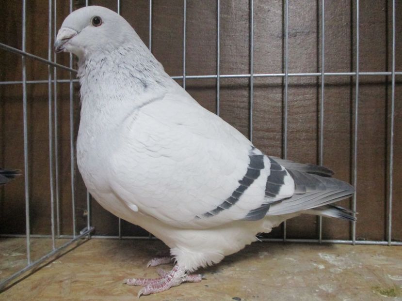 03511-18 - Femele 2019